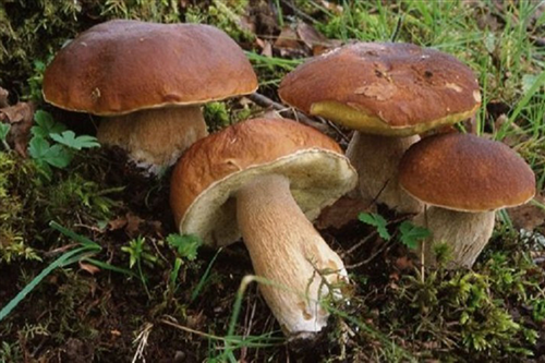 Disciplina raccolta funghi anno 2025